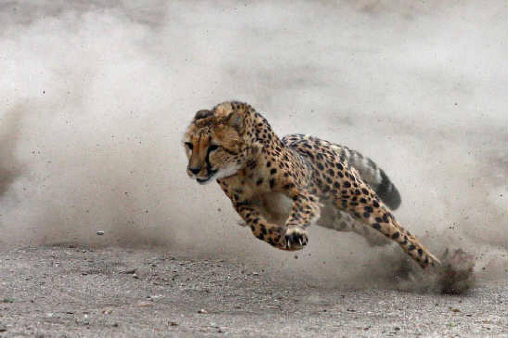 Cheetah Run 2009 IOY